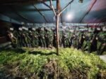 Koops TNI Habema Bongkar Ladang 5.000 Batang Ganja di Yahukimo