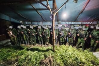 Koops TNI Habema Bongkar Ladang 5.000 Batang Ganja di Yahukimo