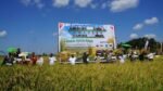 Gubernur Kalteng Agustiar Sabran memimpin panen raya padi 25.817 hektare di Kapuas dan meresmikan Waterfront City untuk memperkuat ketahanan pangan serta ekonomi daerah.