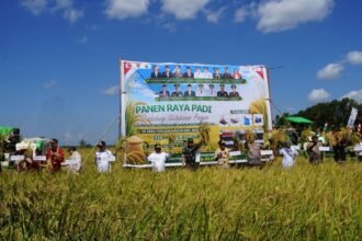 Gubernur Kalteng Agustiar Sabran memimpin panen raya padi 25.817 hektare di Kapuas dan meresmikan Waterfront City untuk memperkuat ketahanan pangan serta ekonomi daerah.
