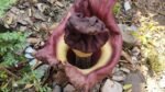 Geger 'Bunga Bangkai' Tumbuh di Pekarangan Kontrakan Bekasi, Ternyata Superfood Asal Pacitan