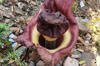 Geger 'Bunga Bangkai' Tumbuh di Pekarangan Kontrakan Bekasi, Ternyata Superfood Asal Pacitan