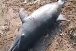 Anak Lumba-lumba Tewas Tersangkut Jaring di Pantai Pondok Bali Subang