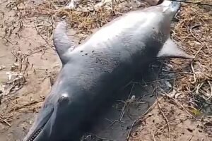 Anak Lumba-lumba Tewas Tersangkut Jaring di Pantai Pondok Bali Subang