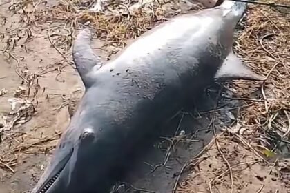 Anak Lumba-lumba Tewas Tersangkut Jaring di Pantai Pondok Bali Subang
