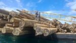 TNI AL Gagalkan Dugaan Pengiriman 714 Kayu Log Bermasalah di Teluk Berau