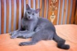 Mengenal Kucing Busok, 'British Shorthair' Asli Madura Berbulu Abu Kebiruan yang Kian Langka