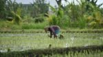 Capaian Manis Sektor Pertanian: NTP Juli 2026 Naik 0,15%, Sulawesi Tenggara Catat Lonjakan Tertinggi