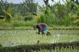 Capaian Manis Sektor Pertanian: NTP Juli 2026 Naik 0,15%, Sulawesi Tenggara Catat Lonjakan Tertinggi