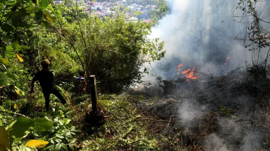 Dilema Karhutla Kalsel: Air Kolam Disedot Heli Water Bombing, 2 Ton Ikan Milik Warga Stres dan Mati
