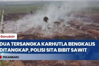 Karhutla Bengkalis, Polisi Tangkap Ayah dan Anak Terkait Pembukaan Lahan