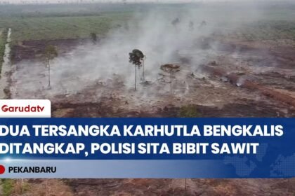 Karhutla Bengkalis, Polisi Tangkap Ayah dan Anak Terkait Pembukaan Lahan