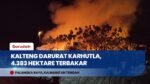 Karhutla Kalteng Makin Parah: 4.383 Hektare Lahan Terbakar, 3 Daerah Tanggap Darurat