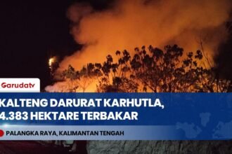 Karhutla Kalteng Makin Parah: 4.383 Hektare Lahan Terbakar, 3 Daerah Tanggap Darurat