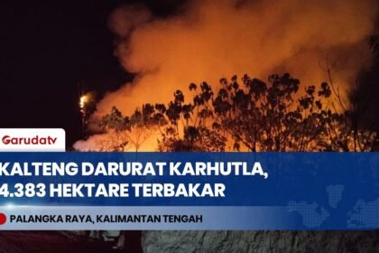 Karhutla Kalteng Makin Parah: 4.383 Hektare Lahan Terbakar, 3 Daerah Tanggap Darurat