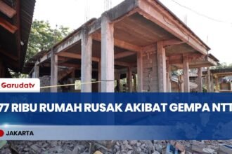 BNPB Data 77 Ribu Rumah Rusak Akibat Gempa NTT, Pastikan Bantuan Tepat Sasaran
