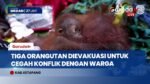 Kabur dari Karhutla Ketapang, Induk dan Dua Anak Orangutan Dievakuasi dari Kebun Warga!