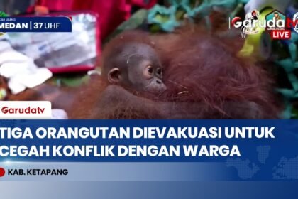 Kabur dari Karhutla Ketapang, Induk dan Dua Anak Orangutan Dievakuasi dari Kebun Warga!