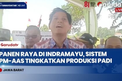 Hasil Panen Padi Naik 2 Kali Lipat! Lucky Hakim Pimpin Panen Raya Teknologi PM-AAS