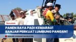 Luar Biasa! Petani Kabupaten Banjar Tetap Panen Raya Padi 4,6 Ton/Ha di Tengah Kemarau