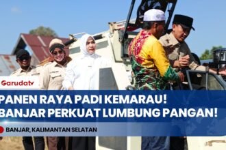 Luar Biasa! Petani Kabupaten Banjar Tetap Panen Raya Padi 4,6 Ton/Ha di Tengah Kemarau