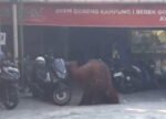 Orang Utan Kebun Binatang Solo Kabur ke Rumah Makan, Sempat Robohkan Motor Parkir