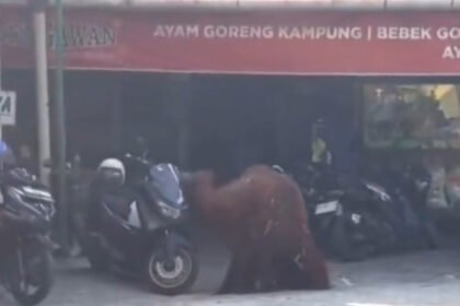 Kronologi 'Didi' Si Orang Utan Solo Lepas Kabel Listrik, Panjat Tembok, Lalu Nyelonong ke Warung Makan