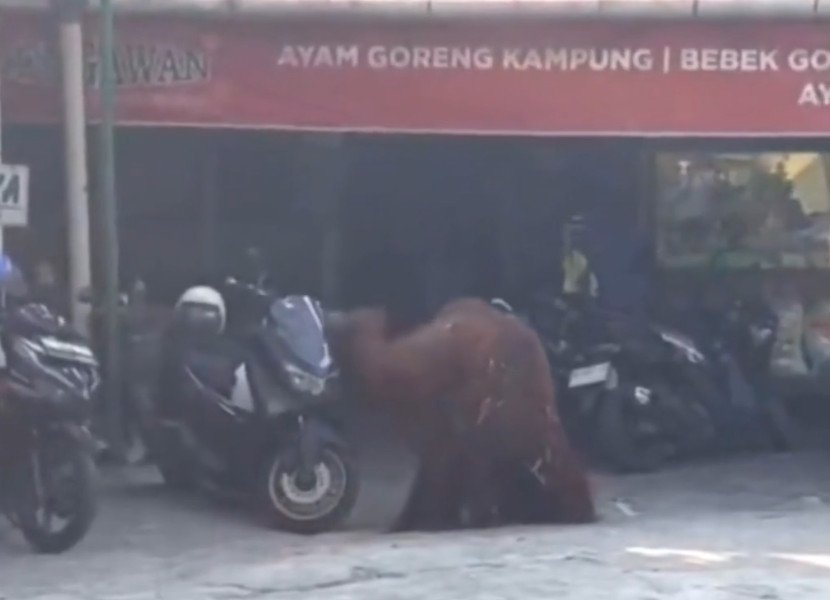 Orang Utan Kebun Binatang Solo Kabur ke Rumah Makan, Sempat Robohkan Motor Parkir