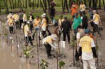 PHI bersama anak perusahaan menanam lebih dari 2.800 mangrove di pesisir Kalimantan dan Kepulauan Seribu untuk memperkuat ekosistem, menyerap karbon, dan mendukung ketahanan energi berkelanjutan.