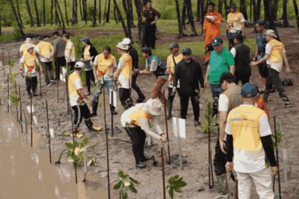 PHI bersama anak perusahaan menanam lebih dari 2.800 mangrove di pesisir Kalimantan dan Kepulauan Seribu untuk memperkuat ekosistem, menyerap karbon, dan mendukung ketahanan energi berkelanjutan.