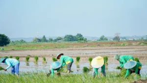 Kementan menyebut 3.233 hektare sawah terdampak kekeringan di Lamongan telah terairi, sementara 217 hektare masih dalam penanganan.