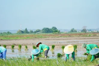 Kementan menyebut 3.233 hektare sawah terdampak kekeringan di Lamongan telah terairi, sementara 217 hektare masih dalam penanganan.