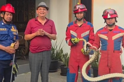 Bukan Pertama Kali! Detik-Detik Damkar Evakuasi Ular Sanca Besar di Rumah Roy Marten