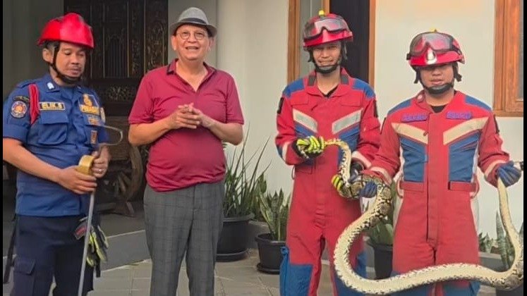 Bukan Pertama Kali! Detik-Detik Damkar Evakuasi Ular Sanca Besar di Rumah Roy Marten