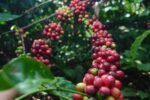 Kebun Kopi Ijen, Warisan yang Terus Menghidupi