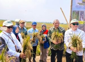 Bertahan Hadapi El Nino dan Lahan Salin, BRIN-PGN-Pemkab Batang Panen Raya 166,5 Ton Padi Biosalin