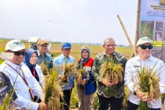 Bertahan Hadapi El Nino dan Lahan Salin, BRIN-PGN-Pemkab Batang Panen Raya 166,5 Ton Padi Biosalin