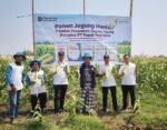 Pupuk Indonesia Panen Jagung Manis Di Lahan Ponpes Segoro Agung