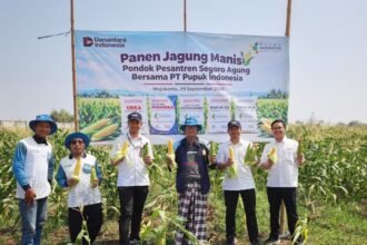 Pupuk Indonesia Panen Jagung Manis Di Lahan Ponpes Segoro Agung