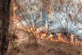 Kebakaran hutan dan lahan (karhutla)