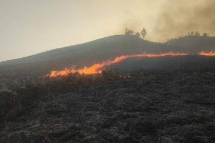Sabana Bromo Kembali Membara, Si Jago Merah Lahap Blok Pengol Dekat Bukit Teletubbies