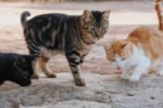 Cat Lovers Singapura Wajib Tahu, Tak Berizin & Tanpa Mikrocip, Pemilik Kucing Denda Rp70 Juta