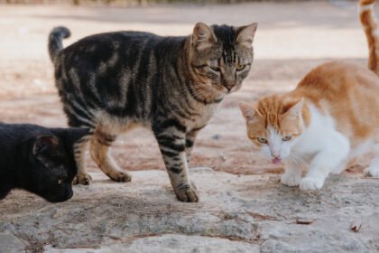 Cat Lovers Singapura Wajib Tahu, Tak Berizin & Tanpa Mikrocip, Pemilik Kucing Denda Rp70 Juta