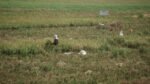 Jakarta Makin Padat, Sawah yang Tersisa Tak Sampai 1 Persen (Foto: Ist)
