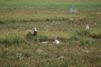 Jakarta Makin Padat, Sawah yang Tersisa Tak Sampai 1 Persen (Foto: Ist)