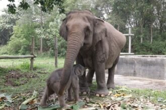 Anak Keenam Gajah Lisa Lahir Selamat dan Dinamai 'Ganesha' oleh Titiek Soeharto