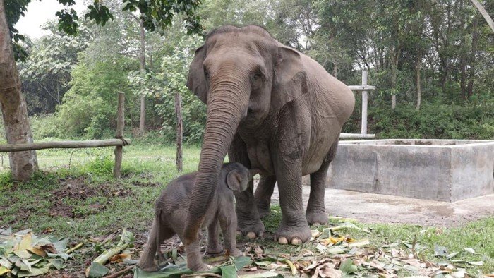 Anak Keenam Gajah Lisa Lahir Selamat dan Dinamai 'Ganesha' oleh Titiek Soeharto