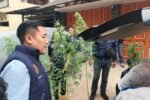 Belajar dari Internet, Oknum PPPK Kementerian PU Diciduk Usai Tanam Puluhan Batang Ganja
