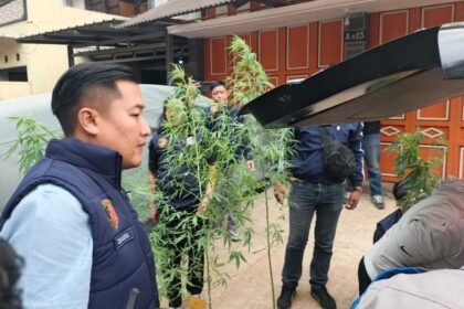 Belajar dari Internet, Oknum PPPK Kementerian PU Diciduk Usai Tanam Puluhan Batang Ganja