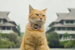 Mengenal Siti, si Kucing Oren yang Bikin ITB Raih Penghargaan Internasional Lewat Film ‘Meong!’